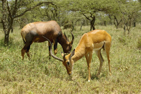 Image of a wild hartebeest and Bohor reedbuckの写真素材