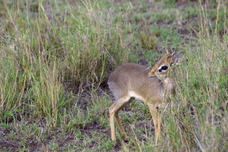 Image of a wild Kirks dik dikの写真素材