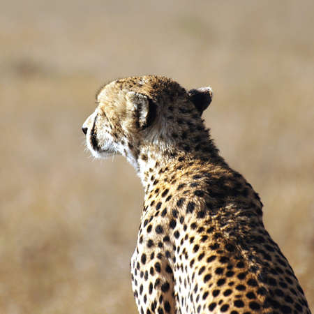 Portrait image of a wild cheetah in savannaの写真素材