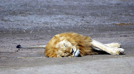 Image of a male lion resting on groundの写真素材