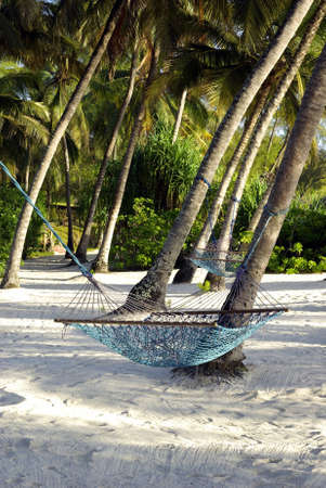 Image of an heavenly beach with hammockの写真素材