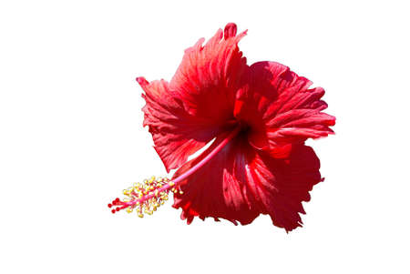 IMage of an isolated Hibiscus flowerの写真素材