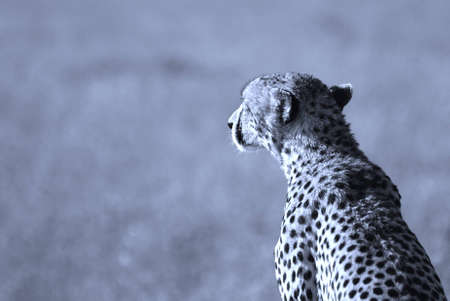 Black and white image of a wild cheetah in savannaの写真素材