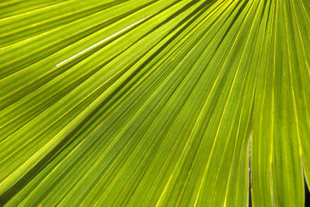 Macro shot of a palm treeの写真素材