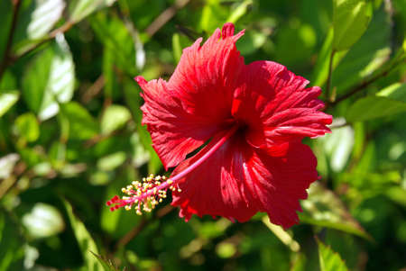 Image of an hibiscus flower in natureの写真素材