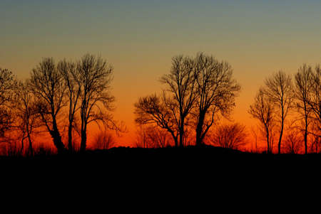 Image of trees profile at duskの写真素材
