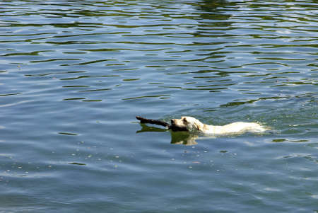 Image of a dog swimming with a tree branchの写真素材