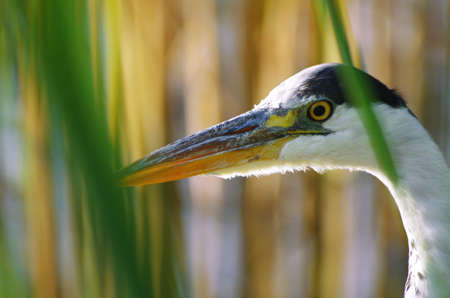 Wild great blue heron portrait in its habitatの写真素材