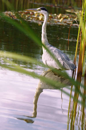 Image of a wild great blue heron on water with mirror effectの写真素材