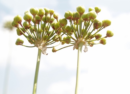 Tulipa kaufmanniana, Liliaceaeの写真素材