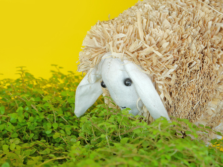 Feeding lamb with grass. Decorative sheep.の写真素材