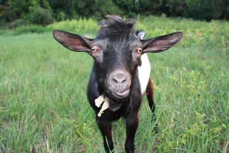 Surprised black goat in the meadow.の写真素材
