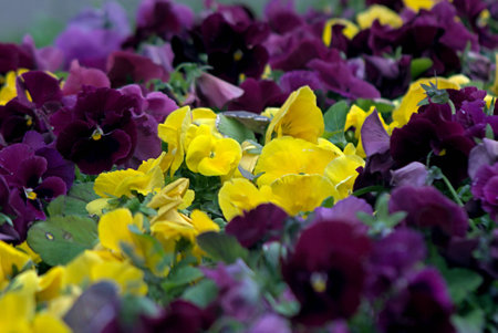 The flowers Viola Tricolor, yellow and lilac.の写真素材