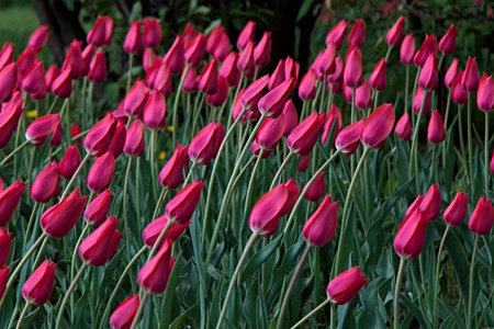 The lilac tulips thre pressure of the wind.の写真素材