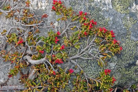 Close-up of common mountain flora in Norway.の写真素材