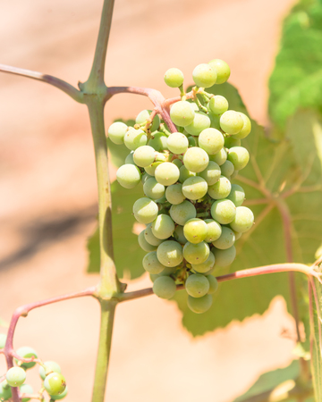 Close-up young green grape branches on the vineyard in Grapevine, Texas, USA. Baby ovary grapes and flowers cluster. Growing grapes on the nature in sunny day.の写真素材