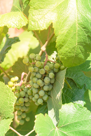 Close-up young green grape branches on the vineyard in Grapevine, Texas, USA. Baby ovary grapes and flowers cluster. Growing grapes on the nature in sunny day.の写真素材
