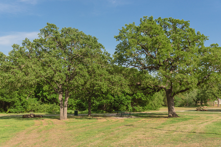Public city park near Dallas, Texas, USA with picnic table, bin trash, trail and a lot of treesの写真素材