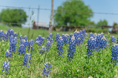 Close-up selective focus of Bluebonnet wildflower blooming in countryside Bristol, Texas. Colorful state flower of Texas blossom with blurry farm barbed wire fence in backgroundの写真素材
