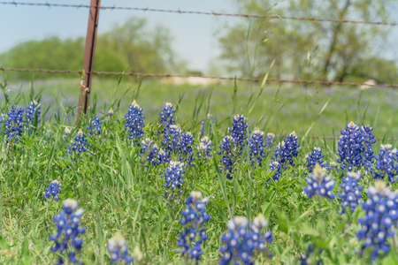 Close-up selective focus of Bluebonnet wildflower blooming in countryside Bristol, Texas. Colorful state flower of Texas blossom with blurry farm barbed wire fence in backgroundの写真素材