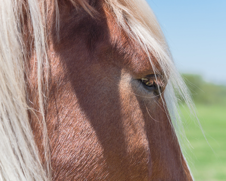 Beautiful eye of Holland Draft Horse close-upの写真素材