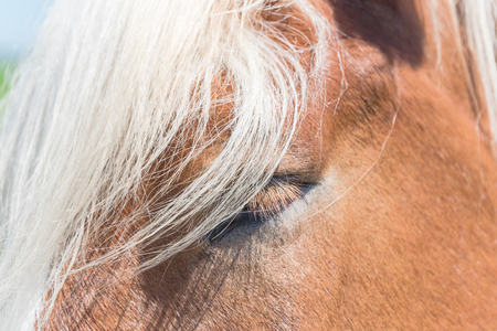 Beautiful eye of Holland Draft Horse close-upの写真素材