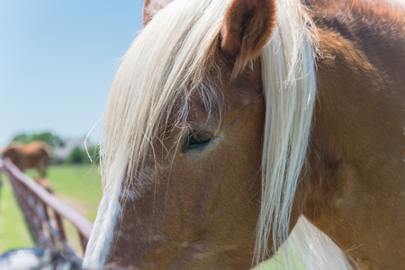 Beautiful eye of Holland Draft Horse close-upの写真素材
