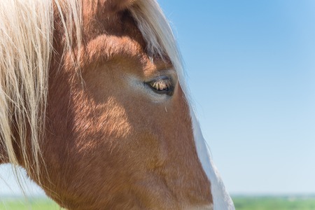 Beautiful eye of Holland Draft Horse close-upの写真素材