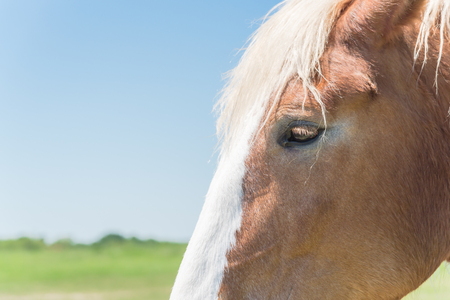 Beautiful eye of Holland Draft Horse close-upの写真素材