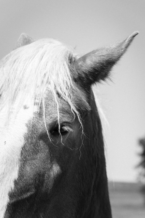 Black and white filtered image of beautiful eye of Holland Draft Horse close-upの写真素材