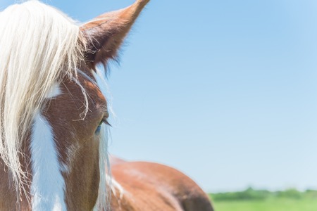 Close-up eye of Holland Draft Horse draught horse, dray horse, carthorse, work horse or heavy horse at local farm in Bristol, Texas, USAの写真素材