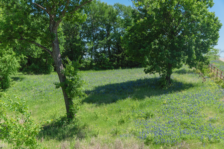 Blossom Bluebonnet in rural landscape of Texas countrysideの写真素材