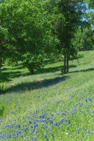 Blossom Bluebonnet in rural landscape of Texas countrysideの写真素材