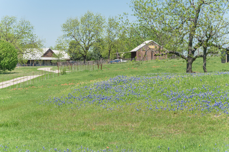 Springtime in North Texas with Bluebonnet wildflower blossom near farm ranch with barnsの写真素材