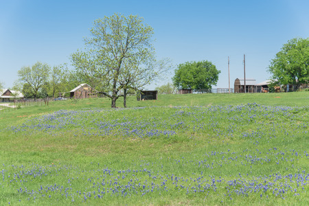 Springtime in North Texas with Bluebonnet wildflower blossom near farm ranch with barnsの写真素材