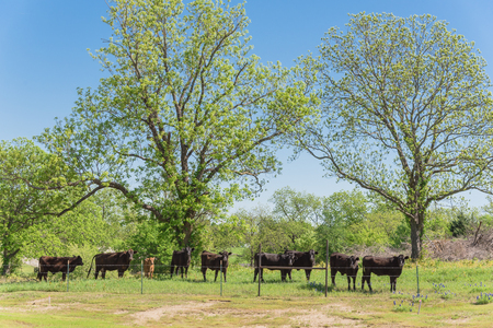 Group of black cows at local farm in Bristol, Texas, USA. Black cattle at ranch with barbed wire fence during springtime Bluebonnet blossomの写真素材