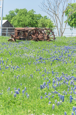 Old tractor and Bluebonnet blossom at rural farm in Bristol, Texas, USA. Wildflower blooming in meadow with rustic wagon, countryside landscapeの写真素材