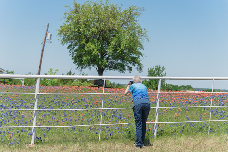 Rear view of senior lady taking photo of beautiful meadow of Bluebonnet and Indian Paintbrush wildflower blossom in Bristol, Texas.の写真素材
