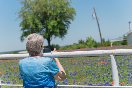 Close-up back view a healthy Caucasian senior lady using smart phone to capture Bluebonnet and Indian Paintbrush wildflower blooming through white fence of local farm in Bristol, Texas, USAの写真素材
