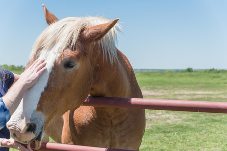 Lady hand touching the Dutch draft horse at the farm close-upの写真素材