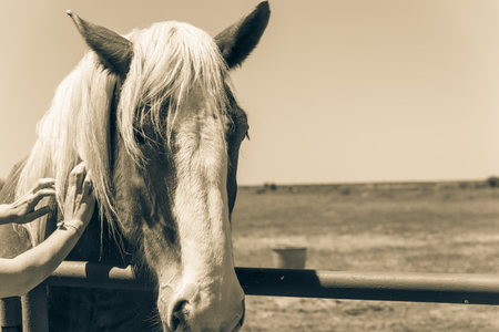 Vintage tone close-up the hands of young lady touching the Holland Draft Horse. Female hand stroking a brown Dutch stallion head. Tenderness, caring for animal concept, rural, simple life in the farmの写真素材