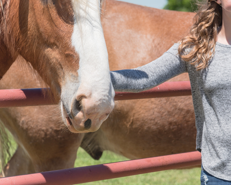 Lady hand touching the Dutch draft horse at the farm close-upの写真素材