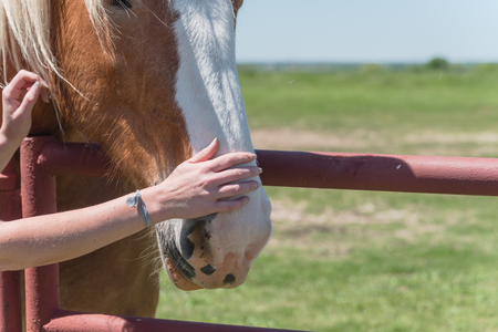 Close-up the hands of young lady touching the Holland Draft Horse. Female hand stroking a brown Dutch stallion head. Tenderness and caring for animals concept, rural, simple life in the farmの写真素材