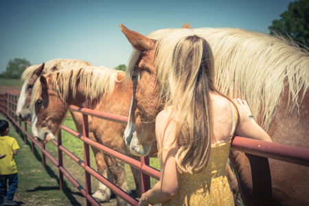 Rear view of blonde lady taking photo with Holland Draft Horses. Hand stroking a brown Dutch stallion head. Tenderness and caring for animals concept, rural, simple life in the farm in Americaの写真素材