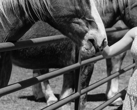 Vintage tone close-up the hands of young lady touching the Holland Draft Horse. Female hand stroking a brown Dutch stallion head. Tenderness, caring for animal concept, rural, simple life in the farmの写真素材