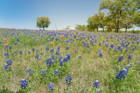 Bluebonnet and Indian Paintbrush wildflower blooming in springtime at rural farm in Bristol, Texas, USA. Scenic life on the ranch with rustic fenceの写真素材