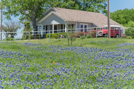 Bluebonnet and Indian Paintbrush wildflower blooming in springtime at rural farm in Bristol, Texas, USA. Scenic life on the ranch with rustic fenceの写真素材