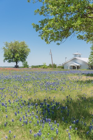 Bluebonnet and Indian Paintbrush wildflower blooming in springtime at rural farm in Bristol, Texas, USA. Scenic life on the ranch with rustic fenceの写真素材