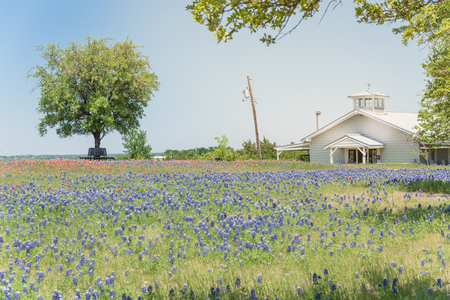 Bluebonnet and Indian Paintbrush wildflower blooming in springtime at rural farm in Bristol, Texas, USA. Scenic life on the ranch with rustic fenceの写真素材