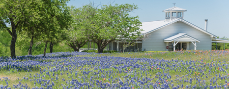 Panorama view Bluebonnet and Indian Paintbrush wildflower blooming in springtime at rural farm in Bristol, Texas, USA. Scenic life on the ranch with rustic fenceの写真素材